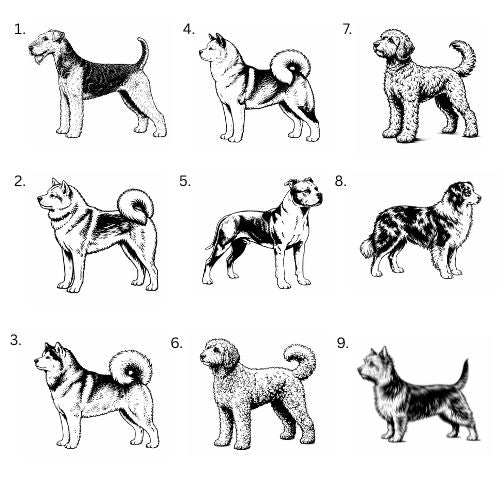 Personoitu koira saunamittari | Oma nimi - 99+ rotua