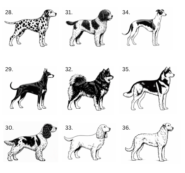 Personoitu koira saunamittari | Oma nimi - 99+ rotua