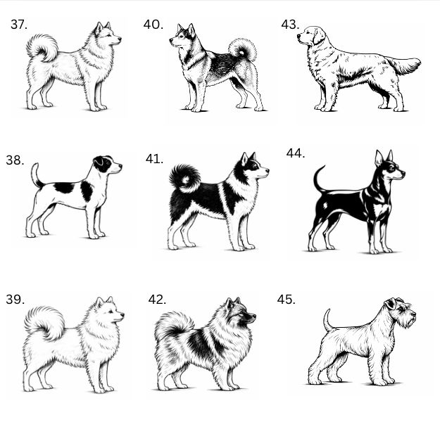 Personoitu koira saunamittari | Oma nimi - 99+ rotua