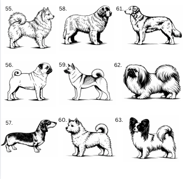 Personoitu koira saunamittari | Oma nimi - 99+ rotua